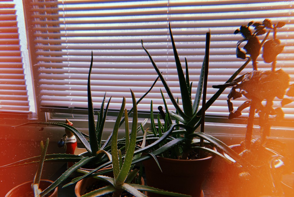 The Mama Aloe